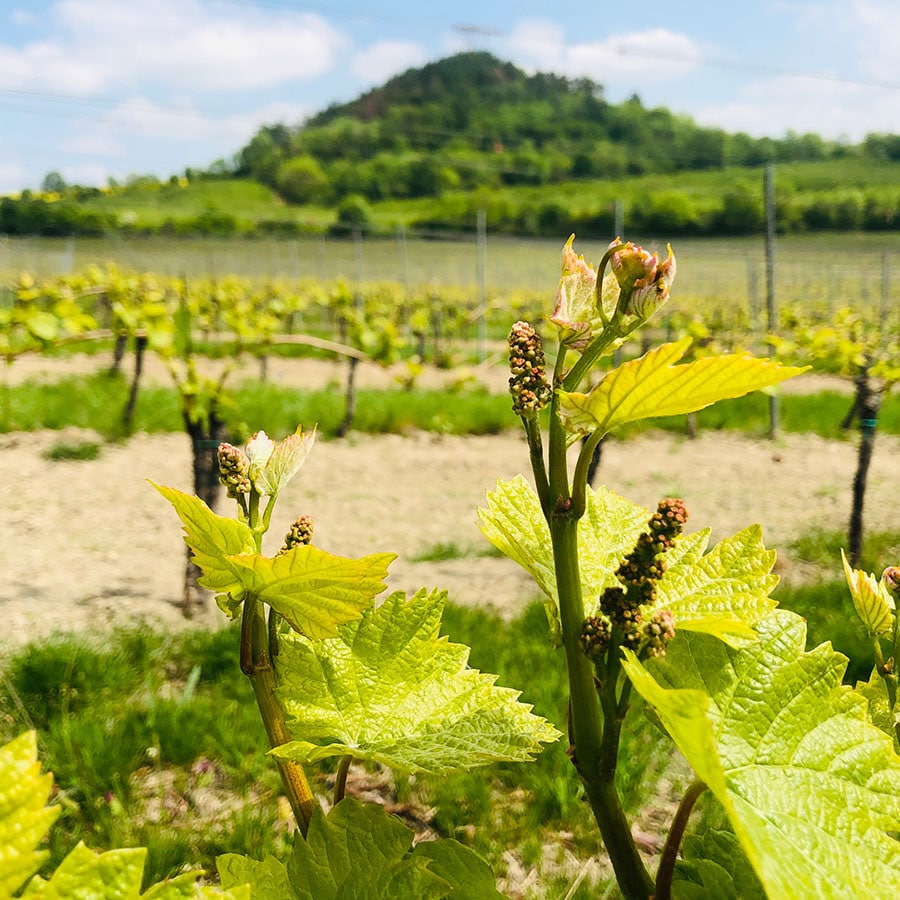 wine tasting tour prague