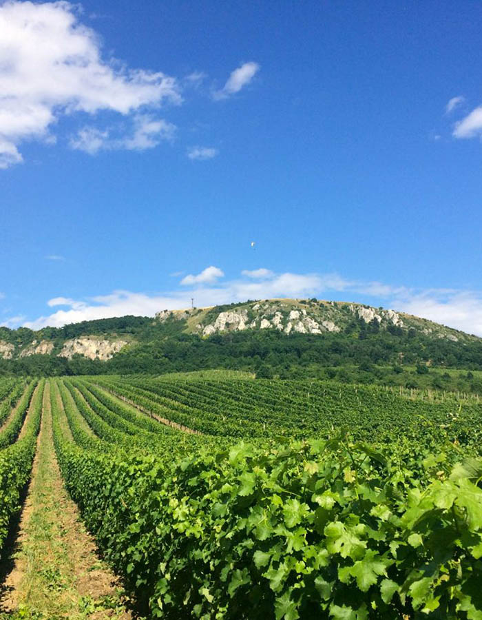the best wine tour in South Moravia