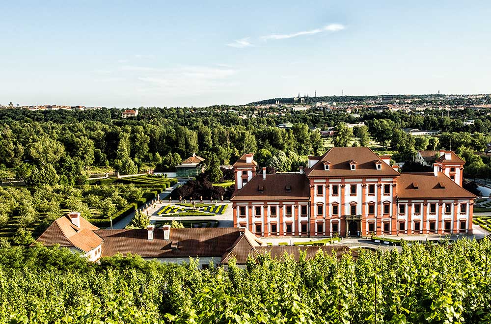 The view from the main vineyard in Prague