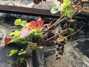 oldest vine in Prague